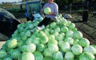 Саратога F1 / Saratoha F1