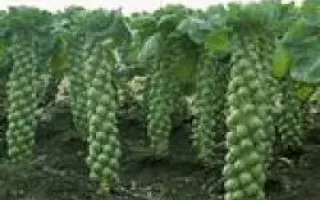 Франклин F1 / Franklin F1