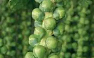 Диабло F1 / Diablo F1