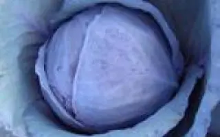 Примеро F1 / Primero F1