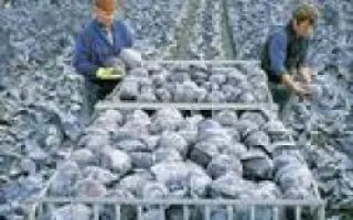 Ауторо F1 / Autoro F1