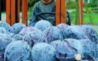 Лектро F1 / Lectro F1