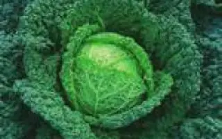 Мелисса F1 / Melissa F1