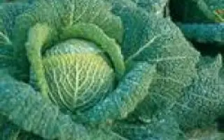 Вироса F1 / Wirosa F1