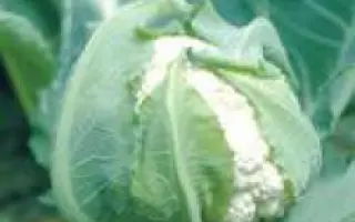 Гудман / Гудмен / Goodman