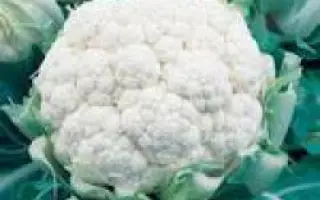 Фарго F1 / Fargo F1