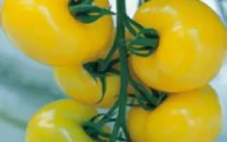 Гуальдино F1 / Gualdino F1