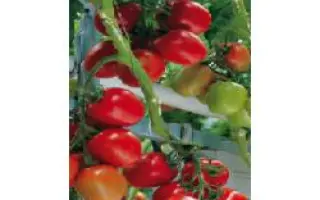 Савантас F1 / Savantas F1