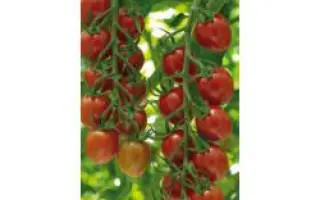 Санстрим F1 / Sunstream F1