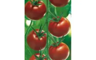 Аранка F1 / Aranca F1