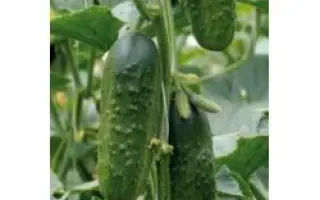 Эксельсиор F1 / Excelsior F1