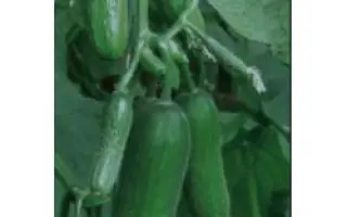 Пиколино F1 / Picolino F1