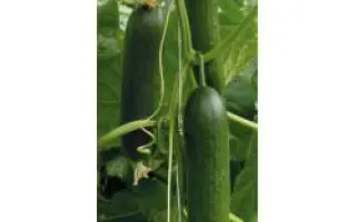 Сократес F1 / Socrates F1