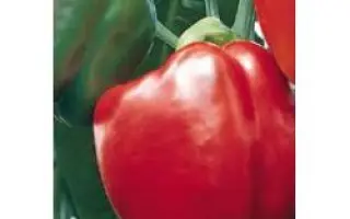 Маратос F1 / Maratos F1