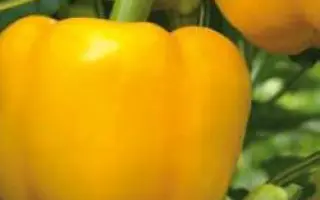Раиса F1 / Raisa F1