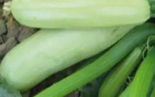 Ардендо 174 F1 / Ardendo 174 F1