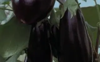 Дестан F1 / Destan F1