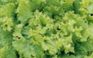 Перл Джем / Pearl Gem