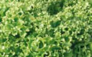 Эстроза / Estrosa