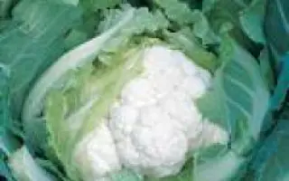 Скайвокер F1 / Skywalker F1