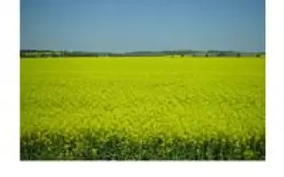 Аргумент Форте