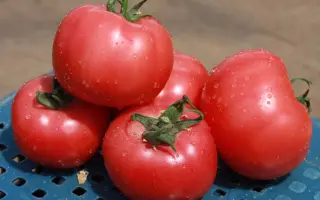 Грифон F1 / Gryphon F1