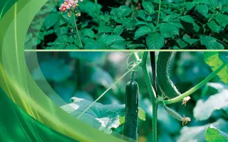 Курзат P 44