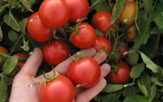 МАРЬЯНКА F1 / MARIENKA F1