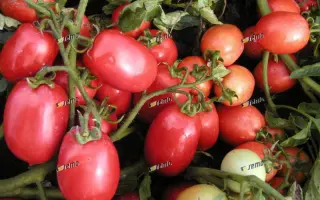 СЕМАПРИМ F1 / SEMAPRIM F1