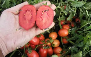 СЕМАПРИМ F1 / SEMAPRIM F1