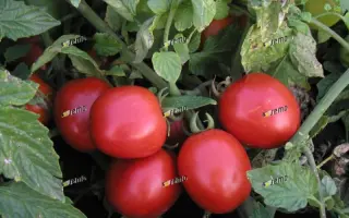 СЕМАРОЛ / SEMAROL