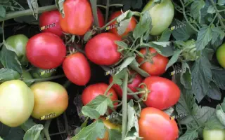 ЭСКОРТ / ESKORT