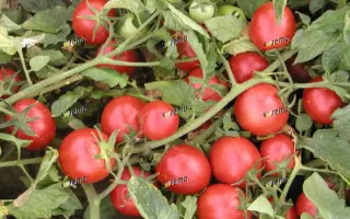 ПРОТОН / PROTON