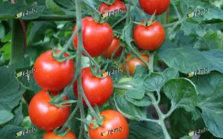 БЕЙБИНО F1 / BEJBINO F1