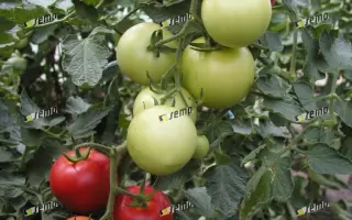 ТОРИНО F1 / TORINO F1