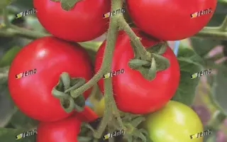 ТОРИНО F1 / TORINO F1