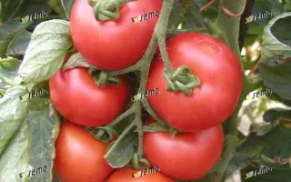 ТОРНАДО F1 / TORNADO F1