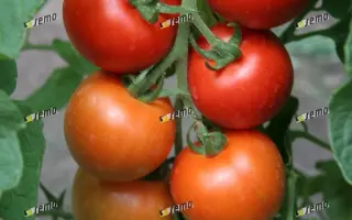 ТИПО F1 / TIPO F1