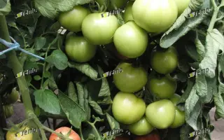 ТИПО F1 / TIPO F1