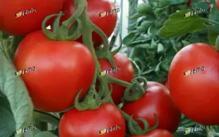 ПАРТО F1 / PARTO F1