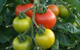 ПАРТО F1 / PARTO F1