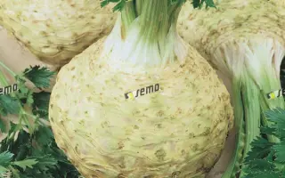 МАКСИМ / MAXIM