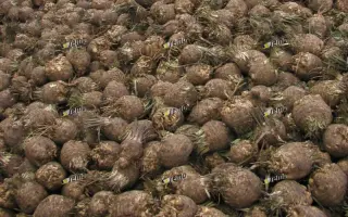 МАКСИМ / MAXIM