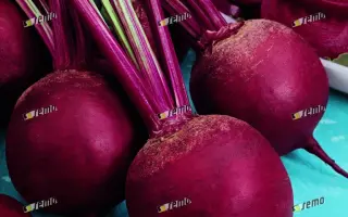 БЕТИНА / BETINA