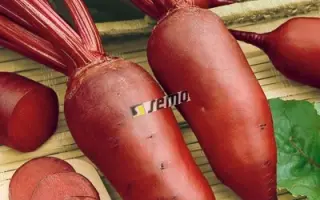 РЕНОВА / RENOVA