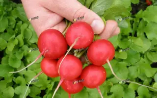 ВИНАРА F1 / VINARA F1