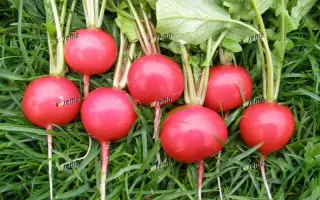 ВИНАРА F1 / VINARA F1