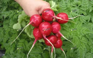 КВАРТА / KVARTA