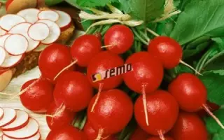 САКСА 2 / SAXA 2