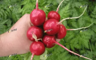 КВИНТА / KVINTA